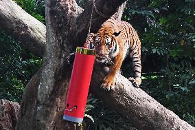 SINGAPORE-NIGHT SAFARI-TIGER