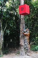 SINGAPORE-NIGHT SAFARI-TIGER