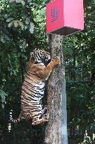 SINGAPORE-NIGHT SAFARI-TIGER