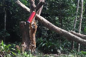SINGAPORE-NIGHT SAFARI-TIGER