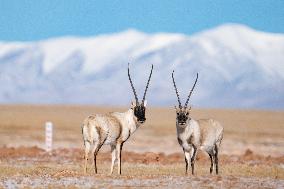 CHINA-QINGHAI-HOH XIL-WILDLIFE (CN)