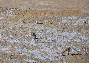 CHINA-QINGHAI-HOH XIL-WILDLIFE (CN)