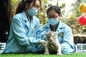 CHINA-GUANGDONG-GUANGZHOU-WHITE TIGER TWINS-DEBUT (CN)