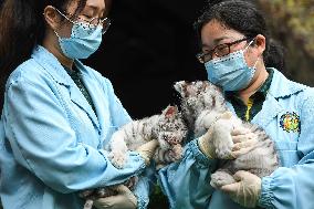 CHINA-GUANGDONG-GUANGZHOU-WHITE TIGER TWINS-DEBUT (CN)