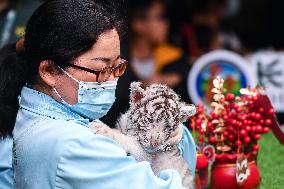 CHINA-GUANGDONG-GUANGZHOU-WHITE TIGER TWINS-DEBUT (CN)