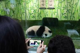 Nursery Unveiling Ceremony And Public Debut Of Singapore’s Giant Panda Cub