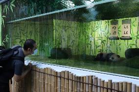 Nursery Unveiling Ceremony And Public Debut Of Singapore’s Giant Panda Cub