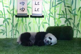 Nursery Unveiling Ceremony And Public Debut Of Singapore’s Giant Panda Cub