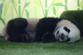 Nursery Unveiling Ceremony And Public Debut Of Singapore’s Giant Panda Cub