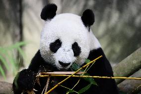 Nursery Unveiling Ceremony And Public Debut Of Singapore’s Giant Panda Cub