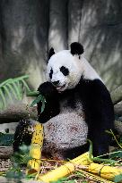 Nursery Unveiling Ceremony And Public Debut Of Singapore’s Giant Panda Cub