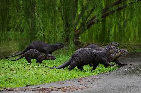 Singapore Wildlife Animal