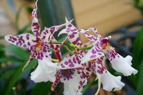 HUMAN-INTEREST-EXOTIC-ORCHIIDS/USA