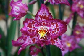 HUMAN-INTEREST-EXOTIC-ORCHIIDS/USA