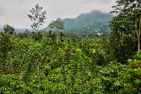 Tea Production In Nuwara Eliya