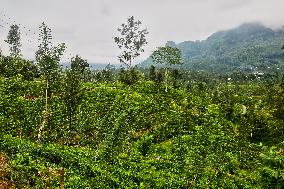 Tea Production In Nuwara Eliya