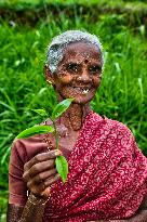 Tea Production In Nuwara Eliya