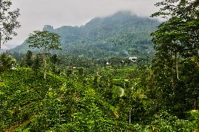 Tea Production In Nuwara Eliya