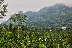 Tea Production In Nuwara Eliya