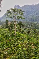 Tea Production In Nuwara Eliya