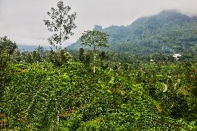 Tea Production In Nuwara Eliya