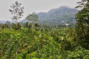 Tea Production In Nuwara Eliya