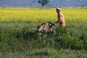 DAILY-LIFE/INDIA