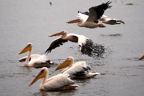 BIRDS/INDIA