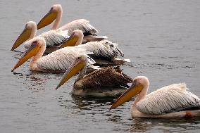 BIRDS/INDIA