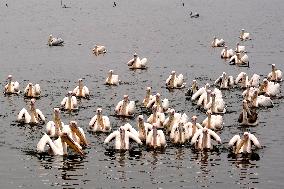 BIRDS/INDIA