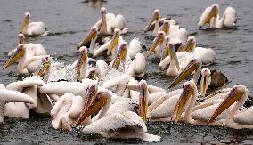 BIRDS/INDIA