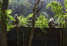 INDIA-WILDLIFE