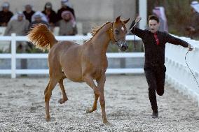 KUWAIT-MUBARAK AL-KABEER-INTERNATIONAL ARABIAN HORSE CHAMPIONSHIP