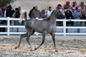 KUWAIT-MUBARAK AL-KABEER-INTERNATIONAL ARABIAN HORSE CHAMPIONSHIP