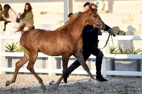 KUWAIT-MUBARAK AL-KABEER-INTERNATIONAL ARABIAN HORSE CHAMPIONSHIP