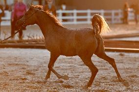 KUWAIT-MUBARAK AL-KABEER-INTERNATIONAL ARABIAN HORSE CHAMPIONSHIP