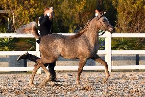 KUWAIT-MUBARAK AL-KABEER-INTERNATIONAL ARABIAN HORSE CHAMPIONSHIP