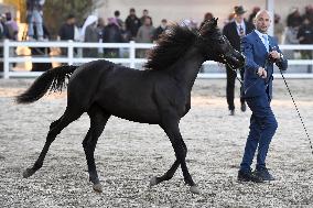 KUWAIT-MUBARAK AL-KABEER-INTERNATIONAL ARABIAN HORSE CHAMPIONSHIP