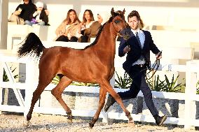 KUWAIT-MUBARAK AL-KABEER-INTERNATIONAL ARABIAN HORSE CHAMPIONSHIP
