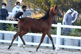 KUWAIT-MUBARAK AL-KABEER-INTERNATIONAL ARABIAN HORSE CHAMPIONSHIP
