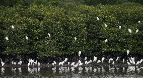 CHINA-HAINAN-WETLAND-WATERBIRDS (CN)