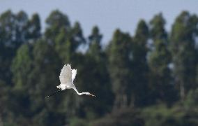 CHINA-HAINAN-WETLAND-WATERBIRDS (CN)