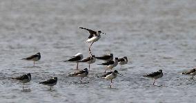 CHINA-HAINAN-WETLAND-WATERBIRDS (CN)