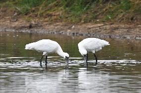 CHINA-HAINAN-WETLAND-WATERBIRDS (CN)