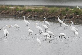 CHINA-HAINAN-WETLAND-WATERBIRDS (CN)
