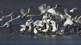 CHINA-HAINAN-WETLAND-WATERBIRDS (CN)