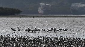 CHINA-HAINAN-WETLAND-WATERBIRDS (CN)