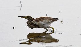 CHINA-HAINAN-WETLAND-WATERBIRDS (CN)