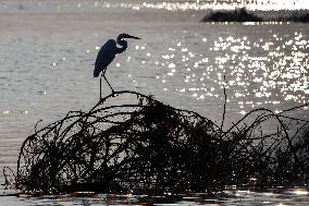 THAILAND-NAKHON SAWAN-BUENG BORAPHET-WETLAND