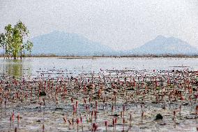 THAILAND-NAKHON SAWAN-BUENG BORAPHET-WETLAND